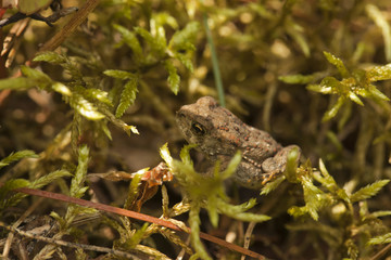 Tiny toad hiding in vegetation on the ground in the woods.
