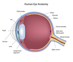 Anatomy of human eye, labeled. 