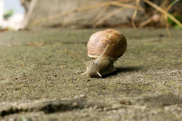 Snail
