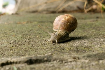Snail