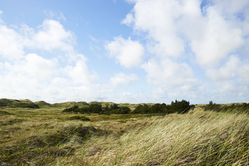   Path in the sand dunes in Hvide Sande, Denmark, close to the North Sea Coast         