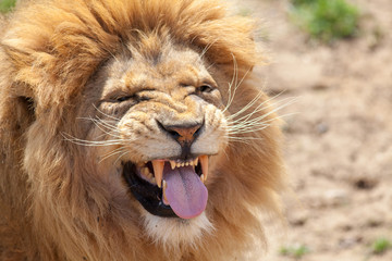 Lion pulling a funnny face. Animal tongue and canine teeth.
