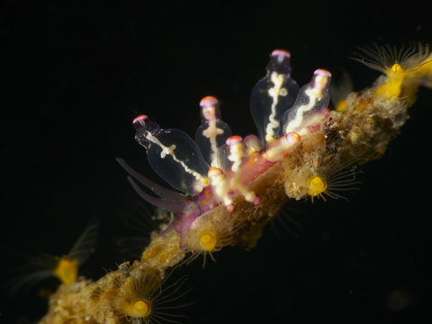 Nudibranch Eubranchus sp.