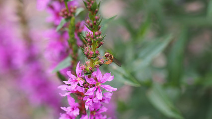 Insekt auf rosa Blume