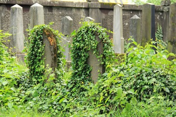 beautiful old tombstones covered with ivy on the jewish cemetery in Frydek-Mistek, Czech Republic, July 2, 2017