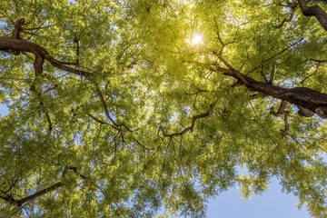 Low Angle view of rosewood trees (Tipuana tipu)