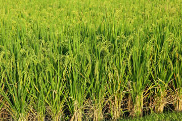 Rice Paddy - Green - Field