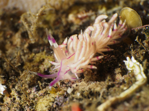 Nudibranch Flabellina sp.