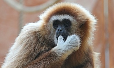 Gibbon mit weisser Hand schaut nachdenklich