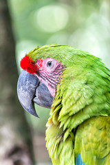 green ara parrot outdoor