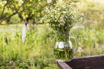 Bouquet of field chamomiles