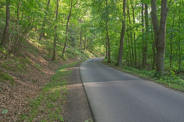 Fototapeta na wymiar Asfaltowa droga przez las.