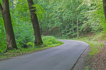 Obraz premium Asfaltowa droga przez las.