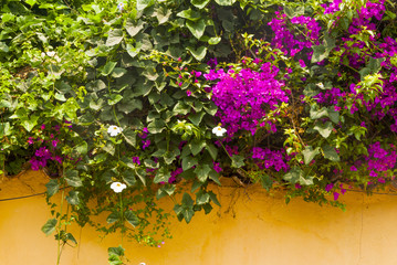 Flower on wall colonial house in Guatemala