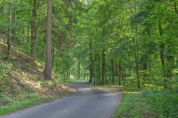 Asfaltowa droga przez las.