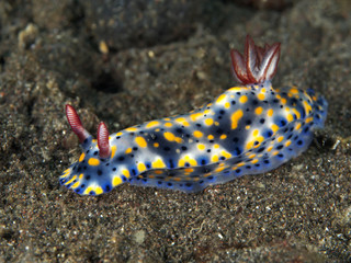 Nudibranch Hypselodoris infucata