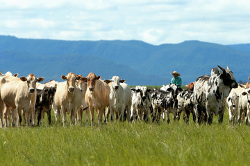 Fazenda Jauquara MT