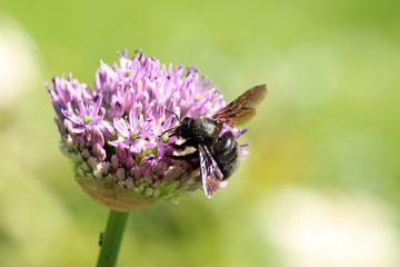 Schwarze M&ouml;rtelbiene