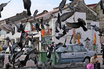 The group of pigeons in a City
