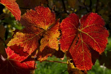 Natur, Tiere, Wandern, Freizeit, Erleben, Abenteuer, Alpen, Schwarzwald, Weinberg