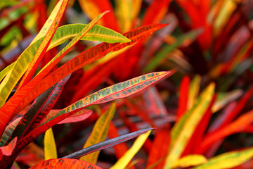 Colorful Croton Leaves Background