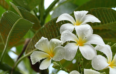Frangipani Flowers on a Branch