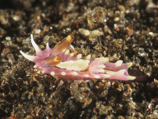 Nudibranch Okenia cf. liklik