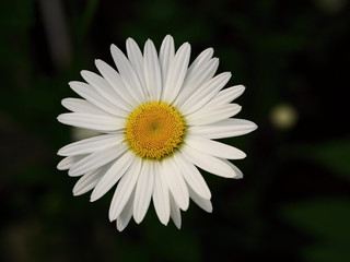 Obraz premium Closeup Chamomile flower on dark background, macro daisy flower ready to isolate
