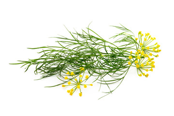 Dill on white background