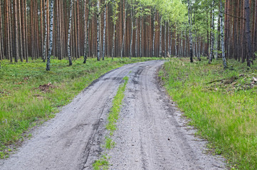Leśna droga.