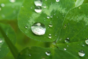 A big drop of dew drops of water on a clover leaf after the rain