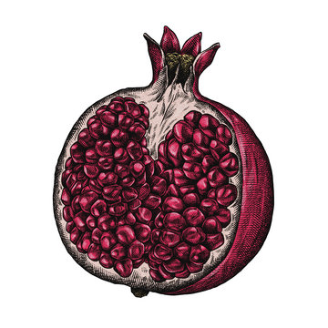 red pomegranate fruit cut open clip art preview