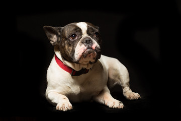 Fototapeta premium Female French bulldog portrait on a black background