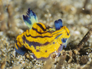 Nudibranch Tambja sp.