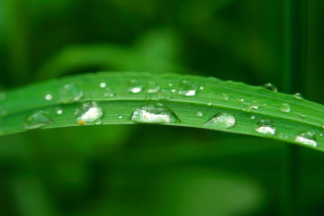 closeup macro photo Fresh green grass with drops of water mornig dew