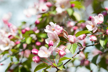 Fototapeta na wymiar Spring flowering apple-tree with a pink inflorescence on a sunny day