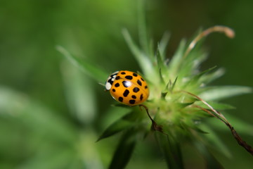 Obraz premium Marienkäfer