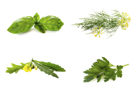 Green herbs on white background