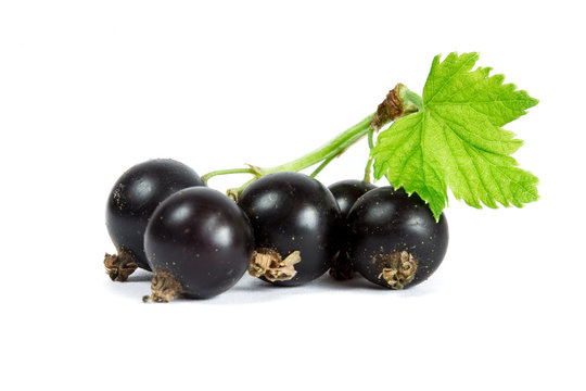 Blackcurrant on white background