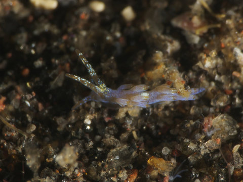 Nudibranch Tenellia sp.