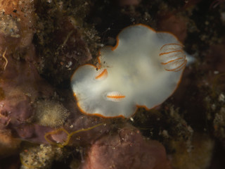 Nudibranch Thorunna furtiva