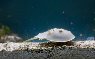 Horseshoe crab in aquarium