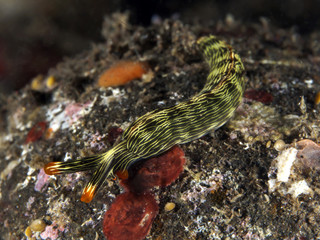 Nudibranch Thuridilla gracilis
