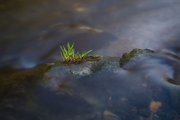 Grass in the river