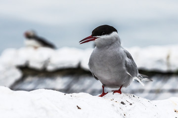 Farne Islands