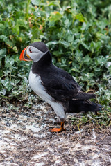 Farne Islands