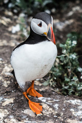 Farne Islands
