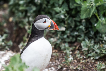 Naklejka premium Farne Islands