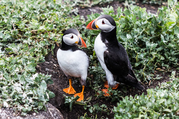 Farne Islands