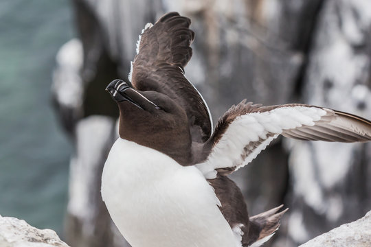 Farne Islands
